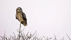 Flammeus: Short-eared Owl