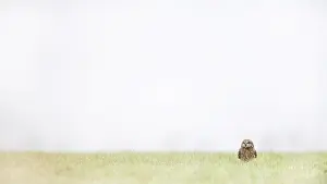 Flammeus: Short-eared Owl