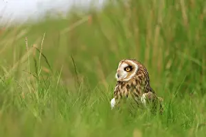 Perthshire: Short-eared Owl