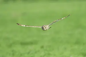 Airborne: Short-eared Owl