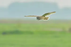 Airborne: Short-eared Owl