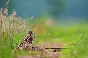 Maashorst: Short-eared Owl