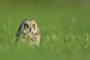 Mastenbroek: Short-eared Owl