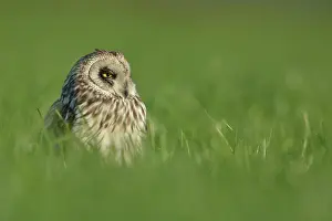 Mastenbroek: Short-eared Owl