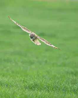 Flammeus: Short-eared Owl