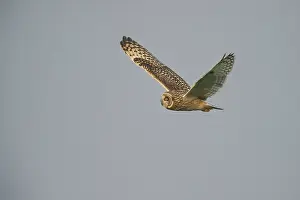 Airborne: Short-eared Owl