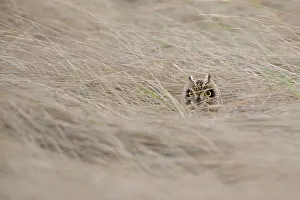 Obscured: Short-eared Owl