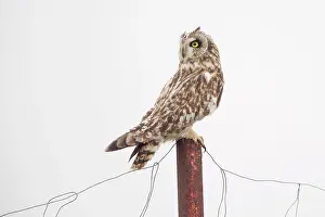 Turn: Short-eared Owl