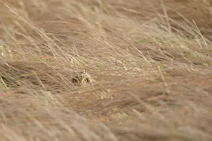 Pupil: Short-eared Owl