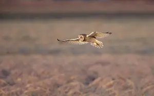 Flammeus: Short-eared Owl