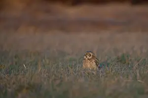 Flammeus: Short-eared Owl