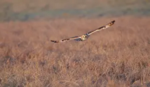 Flammeus: Short-eared Owl