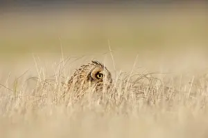 Flammeus: Short-eared Owl