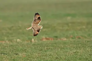 Flammeus: Short-eared Owl