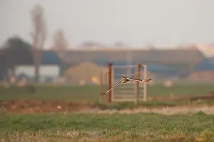 Flammeus: Short-eared Owl