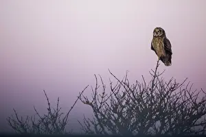 Flammeus: Short-eared Owl