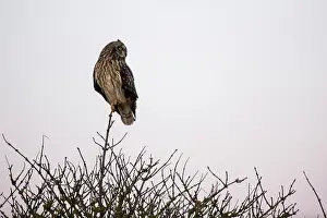 Concert: Short-eared Owl