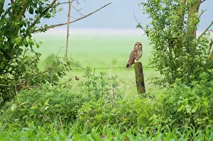Maashorst: Short-eared Owl