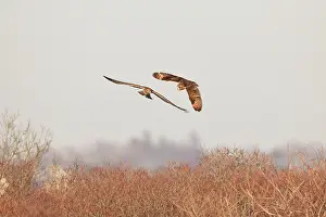 Cyaneus: Short-eared Owl - with adult female Hen / Northern