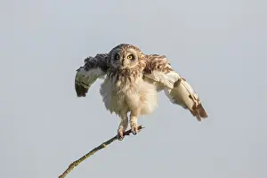 251119: Short-eared Owl - adult owl grooming - Germany