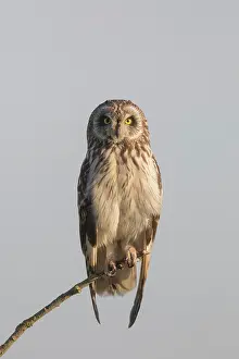 121221: Short-eared Owl - adult owl perched on a twig -