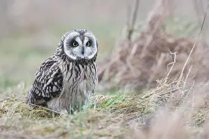 Flammeus: Short-eared Owl (Asio flammeus), Lower Saxony, Germany