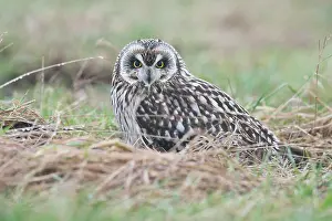 Flammeus: Short-eared Owl (Asio flammeus), Lower Saxony, Germany