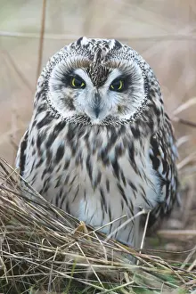 Flammeus: Short-eared Owl (Asio flammeus), Lower Saxony, Germany