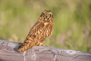 Chordate: Short-eared Owl, Asio flammeus. Perched on fence in earlly m