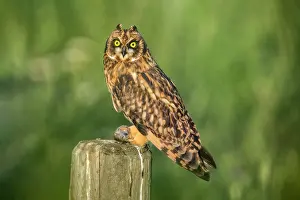 Chordate: Short-eared Owl, Asio flammeus. Perched on fence in earlly m