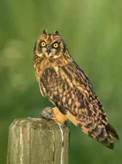 Chordate: Short-eared Owl, Asio flammeus. Perched on fence in earlly m