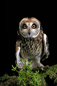 Eared: Short-eared owl (Asio flammeus), adult, at night