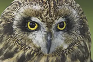 Alberta: Short-eared Owl (Asio flammeus), Alberta, Canada