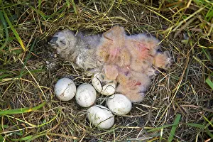 Caring: Short-eared owl (Asio flammeus) (Asio accipitrinus)