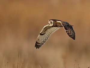 3000517: A Short-eared Owl (Asio flammeus) flying over a