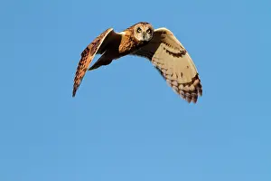 Vendee: Short-eared Owl (Asio flammeus), wintering in Vendee