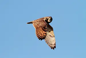 Vendee: Short-eared Owl (Asio flammeus), wintering in Vendee