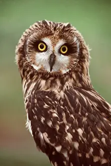 Staring: SHORT-EARED OWL - close-up