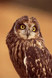 Kenneth W Fink: SHORT-EARED OWL - close-up of head and shoulders