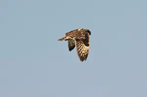 Scilly: Short-eared Owl - In flight