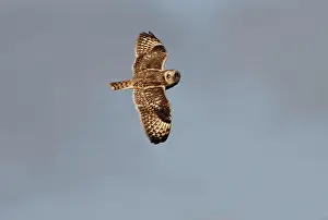 Scilly: Short-eared Owl - In flight