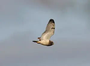 Scilly: Short-eared Owl - In flight