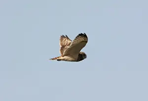 Scilly: Short-eared Owl - In flight