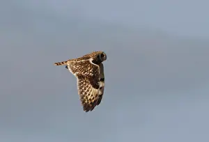 Scilly: Short-eared Owl - In flight