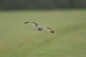 Flammeus: Short-eared Owl - in flight hunting over grassland