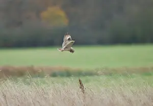 Flammeus: Short-eared Owl - in flight hunting over grassland