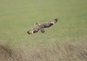 Flammeus: Short-eared Owl - in flight hunting over grassland