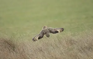 Flammeus: Short-eared Owl - in flight hunting over grassland