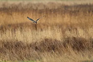 Flammeus: Short-eared Owl - in flight - hunting over rough