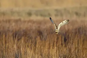 Flammeus: Short-eared Owl - in flight - hunting over rough